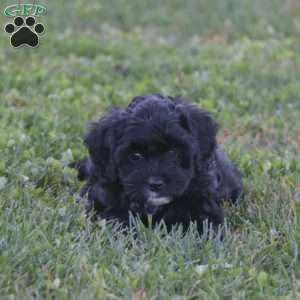 Kelsey – F1b, Cavapoo Puppy